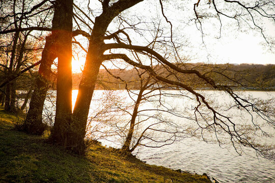Landscape shot of tree and lake in background during sunset. Essen, Germany
