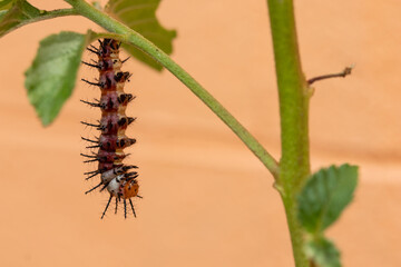 The pupa, larva, is attached to the tree. The caterpillar turns into a chrysalis and sits on a branch.