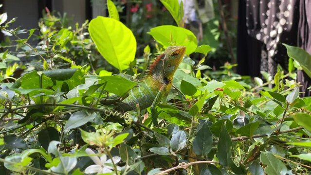 Garden Lizard on top of the plant and rest in sunlight Oriental Garden Lizard / Changeable Lizard 