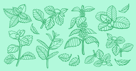 Isolated vector hand drawn set of peppermint and melissa.Mint leaves branches and flowers, spearmint and melissa herbs.Culinary or medical aromatic plant twigs.Botanical elements on a green background