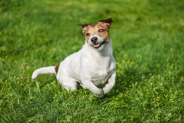 Funny happy dog playing and running outside on fresh spring grass lawn