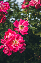 Fototapeta premium pink flowers in the garden