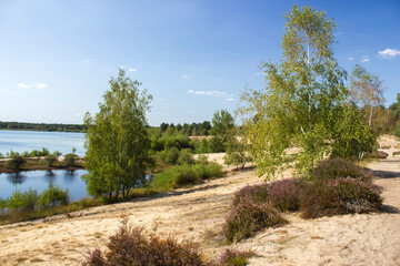 Fototapeta na wymiar Landscape in National Park Maasduinen in the Netherlands