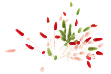 Pink, red and green fluffy bunny tails grass isolated on white background. Dried Lagurus flowers...