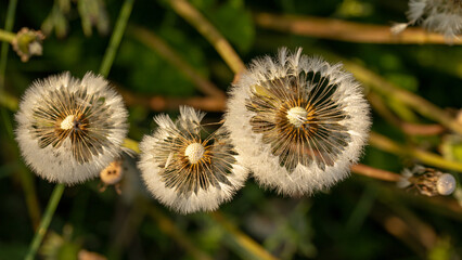 Field dandelion, fluffy plant on a green meadow