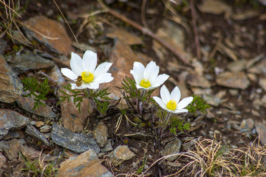 Alpine flower, Pulsatilla Alpina - flowers in Alps, Lienz Dolomites in Austria.