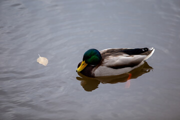 Wild ducks on a clear lake, bright and full of vitality