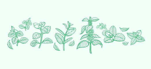 Isolated vector hand drawn set of peppermint and melissa.Mint leaves branches and flowers, spearmint and melissa herbs.Culinary or medical aromatic plant twigs.Botanical elements on a green background © HS