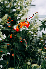 red and yellow flowers