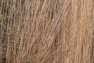 London, UK, 25 January 2024: Golden rushy closeup common reeds background, Stratford, London