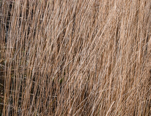 London, UK, 25 January 2024: Golden rushy closeup common reeds background Stratford, London