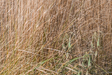 London, UK, 25 January 2024: Multiple exposure effect image of golden rushy closeup common reeds background, Stratford, London 