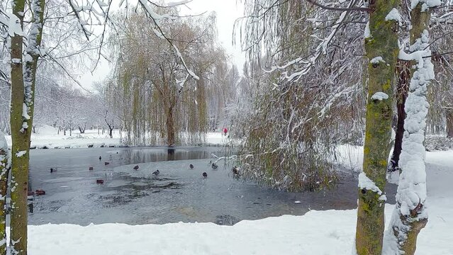 Wintering of wild ducks on the shore of Seret river in Topilche park, Ternopil town, Ukraine, Europe. Cold winter scene of city park. 4K video (Ultra High Definition).