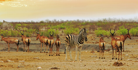 Fototapeta na wymiar One zebra in the middle of a small herd of Red Hartebeest, with a natural bush background in Etosha