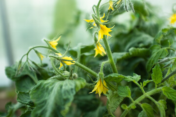Yellow tomato flowers on blurred green background, close-up. Blooming tomato plant for publication, poster, screensaver, wallpaper, postcard, banner, cover, post. High quality photo