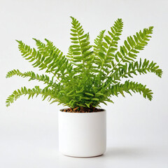Illustration of potted kangaroo  fern plant white flower pot Microsorum diversifolium isolated white background indoor plants
