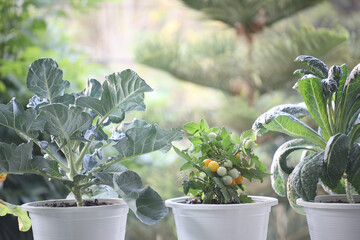 Pot of kale, tomato and broccoli home growth vegetables