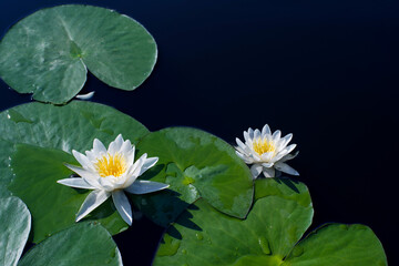 White flowers of water lilies or nymphs and green leaves on the dark water surface of a lake on a sunny day closeup, top view, copy space