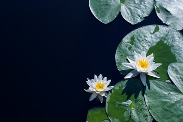 White flowers of water lilies or nymphs and green leaves on the dark water surface of a lake on a sunny day, top view, copy space