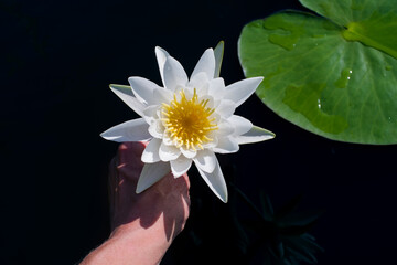 White water lily or nymphea flower in hand on the water surface of a lake on a sunny day, close-up,...