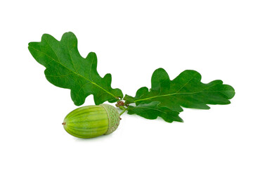 Acorns and oak leaves isolated on a white background