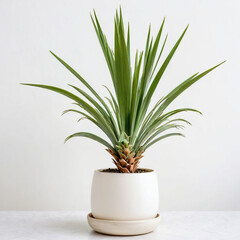 Illustration of potted Yucca plant white flower pot Yucca isolated white background indoor plants
