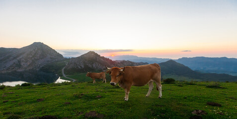 Mountain cow sits on a lawn in a national park at sunset - obrazy, fototapety, plakaty