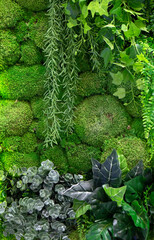 Decorative green moss and plants used as decoration of modern rooms, the texture of deer moss.
