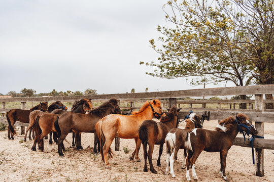 brown ponies playing in corral