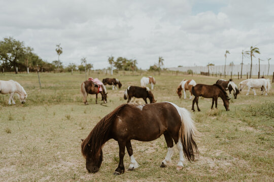 group of ponies eating grass