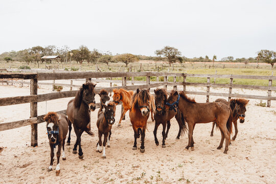 brown ponies playing in corral