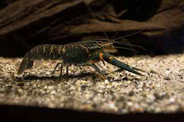 Red-necked crayfish under the surface.