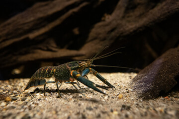 Red-necked crayfish under the surface.