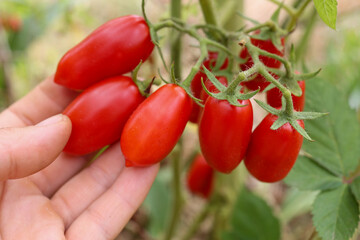 hand picking ripe organic cherry tomatoes 