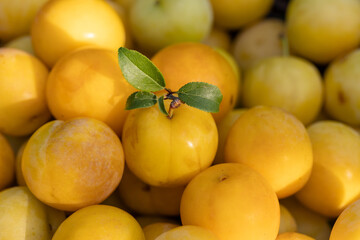 detail of ripe yellow plums, one with branch and leaves