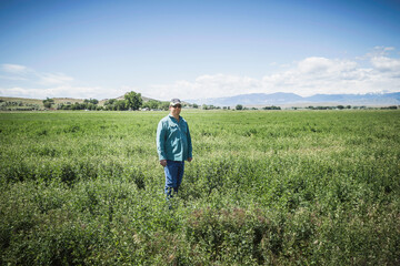 Farmer standing in his field of alfalfa in summer with blue skies. Bridger, Montana, USA