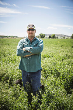 Farmer standing in his field of alfalfa in summer with blue skies. Bridger, Montana, USA