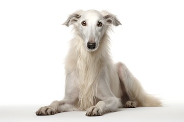 a Borzoi dog is sitting on a white background, in the style of ivory, large canvas format, canon af35m, 32k uhd, white and azure