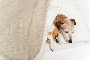 Sleeping dog. small white senior 13 years dog Jack Russell terrier cuddling in white bed covered...