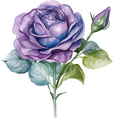 Colorful rose flower watercolor painting on transparent background.
