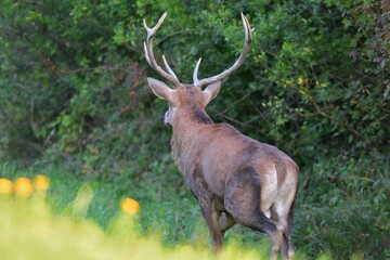 Naklejka na ściany i meble Deer stag with antlers in mating season walking deep into the forest