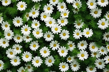 White Floral Beauty on Green Meadow: A Close-Up of Blooming Camomile Blossoms in a Sunny Field