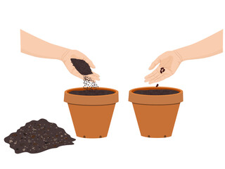 Beans are about to sprout on a white background.