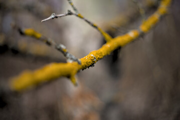 Branch of the tree is covered with yellow lichen