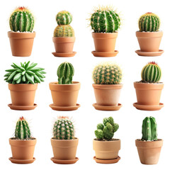 Potted Cactus Set Isolated on Transparent or White Background, PNG