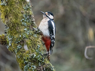 Buntspecht (Dendrocopos major)