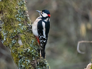 Buntspecht (Dendrocopos major)