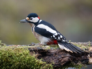 Buntspecht (Dendrocopos major)