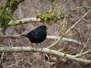 Amsel (Turdus merula)