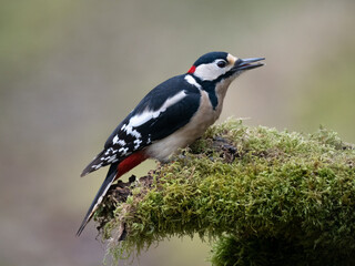 Buntspecht (Dendrocopos major)
